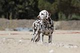 DALMATIEN 263